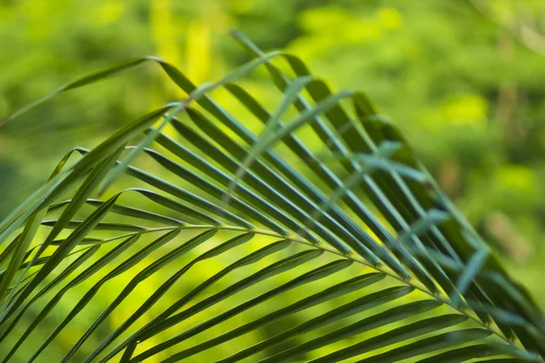 Palmiers Luxuriants Feuilles Persistantes Sur Rive Tropicale Mer Chaude Océan — Photo