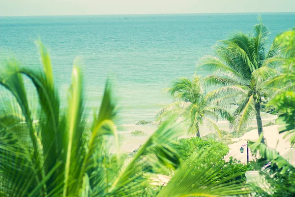 Stálezelené Svěží Palmové Stromy Tropickém Pobřeží Tichého Oceánu — Stock fotografie