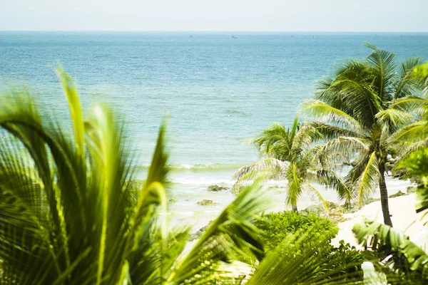 Stálezelené Svěží Palmové Stromy Tropickém Pobřeží Tichého Oceánu — Stock fotografie