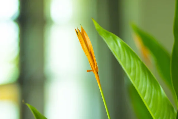 Rode Geurige Bloemen Een Bloembed Een Aziatisch Natuur Park Vietnam — Stockfoto