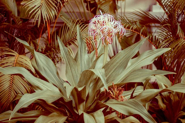 Bela Flor Branca Natureza Nacional Tropical Parque Ásia — Fotografia de Stock