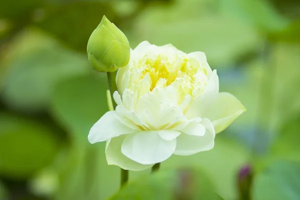 Flores Fragrantes Amarelas Canteiro Flores Parque Natural Asiático Vietnã — Fotografia de Stock