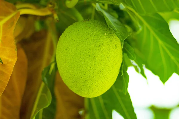 Плоды Хлебного Дерева Окне Летний Зеленый Тропический — стоковое фото