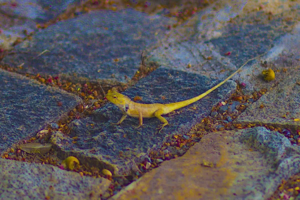 Pequeño Lagarto Una Perrera Serpientes Zoológico Tropical — Foto de Stock