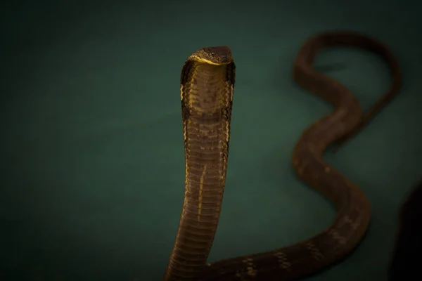 国王眼镜蛇在亚洲国家动物园的蛇场表演 — 图库照片