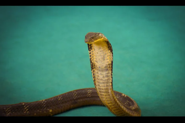 Die Königskobra Bei Einer Ausstellung Der Schlangenfarm Asiatischen Nationalzoo — Stockfoto