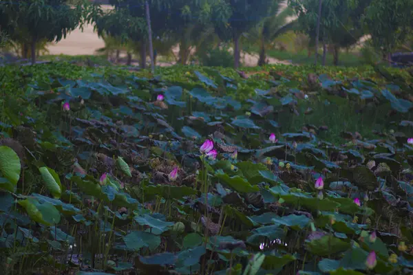 Indah Bunga Lotus Merah Muda Kolam Taman Nasional — Stok Foto