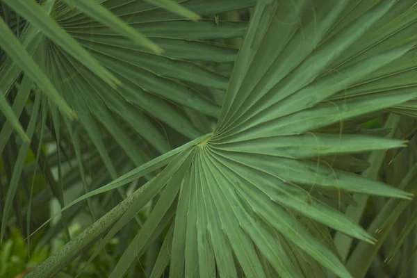 Palmiers Luxuriants Feuilles Persistantes Sur Rive Tropicale Mer Chaude Océan — Photo