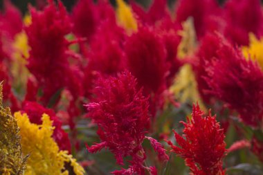 Asya'da tropikal milli doğa Park bahçede güzel kırmızı ve sarı çiçekler