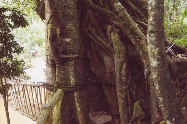 Großer Fetter Baobab Grüner Baum — Stockfoto