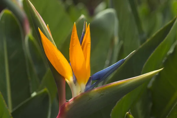 Nádherná Exotická Květina Royal Strelitzia Asijské Tropické Přírodní Zahradě — Stock fotografie