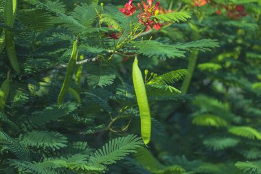 Pasifik okyanusunun sıcak denizintropikal kıyısında evergreen yemyeşil palmiye ağaçları