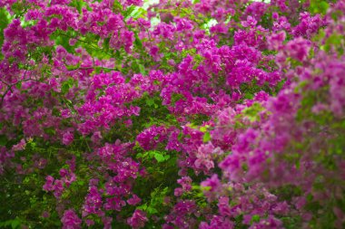 Vietnam'da bir Asya doğa Parkı'nda bir çiçek yatağında Mor kokulu çiçekler