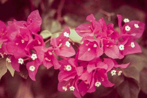 Фиолетовые Душистые Цветы Клумбе Азиатском Природном Парке Вьетнаме — стоковое фото