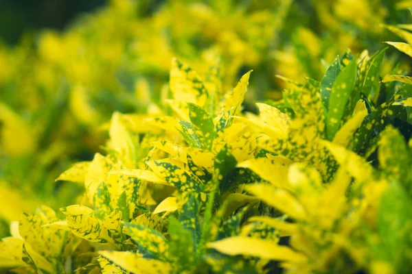 Gelbe Duftende Blumen Einem Blumenbeet Einem Asiatischen Naturpark Vietnam — Stockfoto