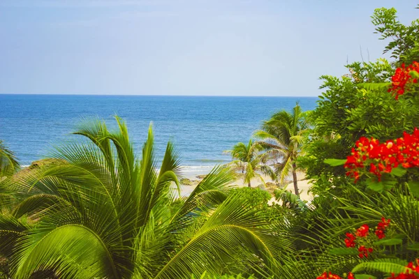 Palmiers Luxuriants Feuilles Persistantes Sur Rive Tropicale Mer Chaude Océan — Photo