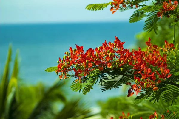 Jasně Rudé Květiny Delonix Royal Stromě Moře Tropické Zahradě — Stock fotografie