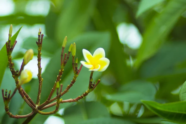 Желтые Душистые Цветы Клумбе Азиатском Природном Парке Вьетнаме — стоковое фото