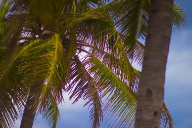 Pasifik okyanusunun sıcak denizintropikal kıyısında evergreen yemyeşil palmiye ağaçları