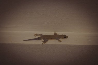 Tropik bir hayvanat bahçesinde bir yılan köpek kulübesinde küçük kertenkele