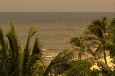 Pasifik okyanusunun sıcak denizintropikal kıyısında evergreen yemyeşil palmiye ağaçları