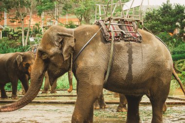 Asya'da tropikal egzotik hayvanat bahçesinde bir yürüyüş güçlü Asya filleri