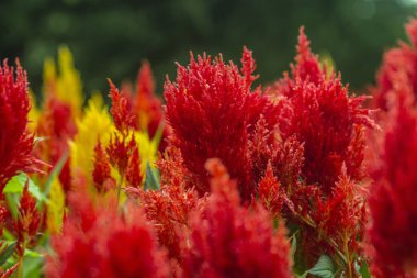 Asya'da tropikal milli doğa Park bahçede güzel kırmızı ve sarı çiçekler
