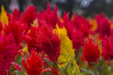 Asya'da tropikal milli doğa Park bahçede güzel kırmızı ve sarı çiçekler