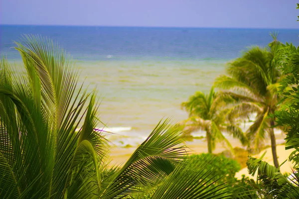 Palmeras Exuberantes Hoja Perenne Orilla Tropical Del Cálido Mar Del —  Fotos de Stock