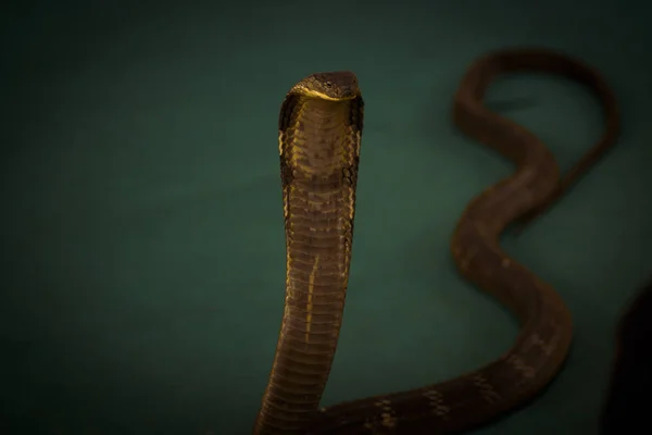 Roi Cobra Lors Spectacle Ferme Aux Serpents Dans Zoo National — Photo