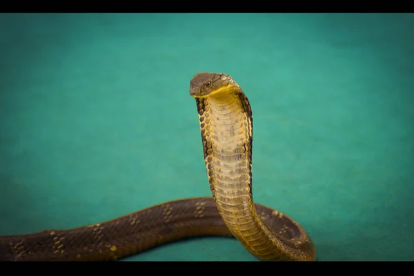 King Cobra Bij Een Show Snake Farm Asian National Zoo — Stockfoto