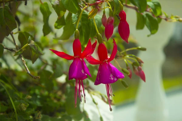 Fleurs Violettes Parfumées Dans Lit Fleurs Dans Parc Naturel Asiatique — Photo