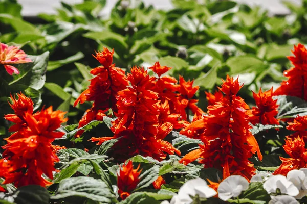 Rode Geurige Bloemen Een Bloembed Een Aziatisch Natuur Park Vietnam — Stockfoto