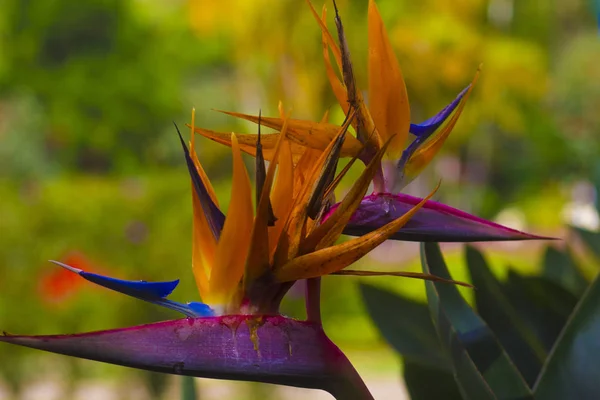 Nádherná Exotická Květina Royal Strelitzia Asijské Tropické Přírodní Zahradě — Stock fotografie