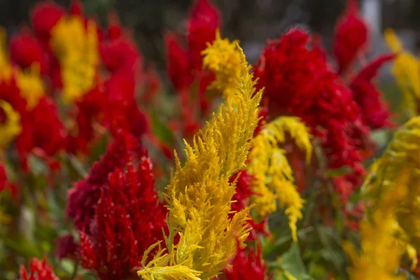 Nádherné Červené Žluté Květiny Zahradě Tropické Národní Přírodní Parku — Stock fotografie