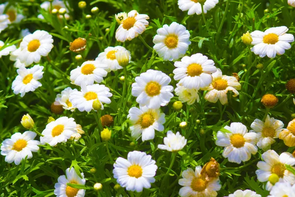 Beautiful White Flower Tropical National Nature Park Asia — Stock Photo, Image