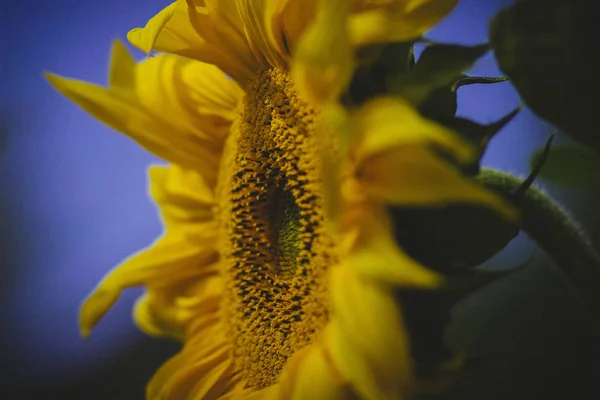 Large yellow flower of sunflower in a summer garden