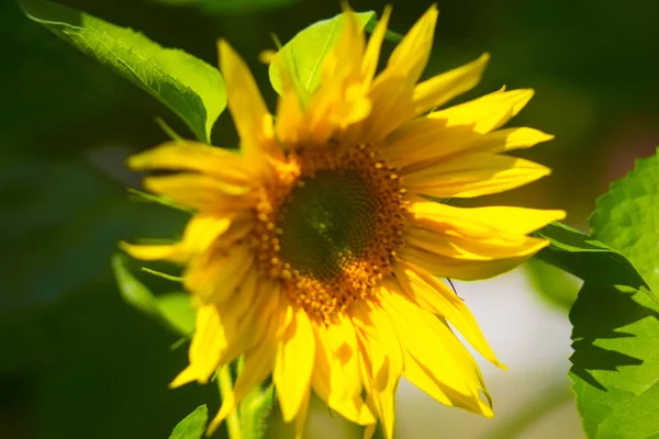 Large yellow flower of sunflower in a summer garden