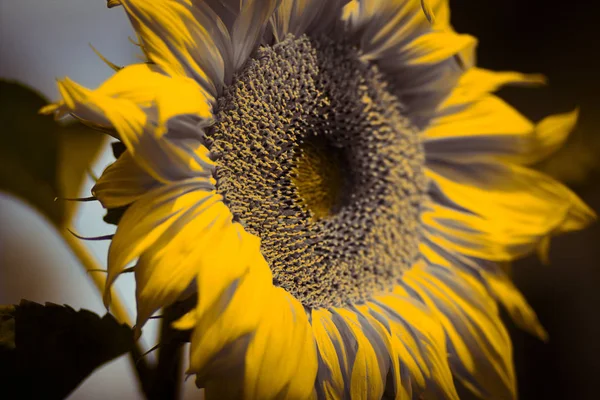 Large yellow flower of sunflower in a summer garden