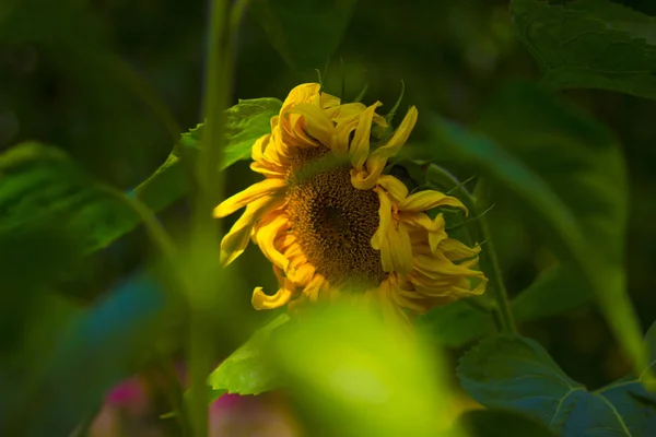 Large yellow flower of sunflower in a summer garden