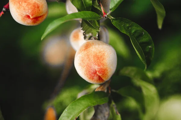 Ripe juicy peach on a tree branch in a summer green orchard