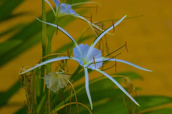 アジアの熱帯国立自然公園の美しい白い花 — ストック写真