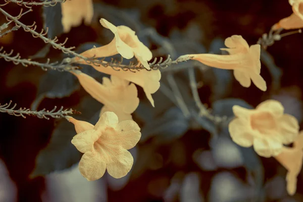 Žluté Vonné Květy Květinkách Asijském Přírodním Parku Vietnamu — Stock fotografie
