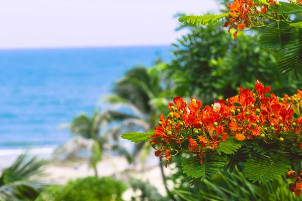 Flores Rojas Brillantes Delonix Royal Árbol Junto Mar Jardín Tropical —  Fotos de Stock