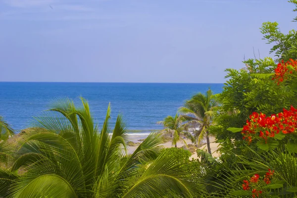 Palmiers Luxuriants Feuilles Persistantes Sur Rive Tropicale Mer Chaude Océan — Photo