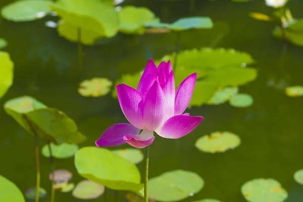 Bela Flor Lótus Rosa Uma Lagoa Parque Nacional — Fotografia de Stock