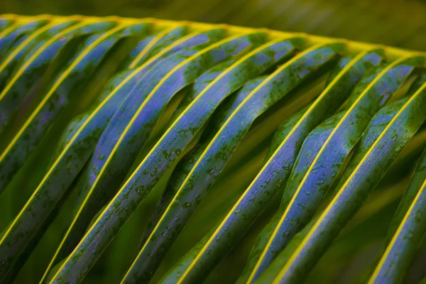 Pasifik Okyanusunun Sıcak Denizintropikal Kıyısında Evergreen Yemyeşil Palmiye Ağaçları — Stok fotoğraf