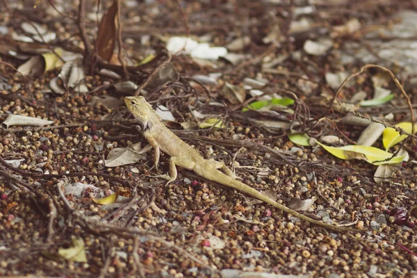 Kleine Eidechse Einem Schlangenzwinger Einem Tropischen Zoo — Stockfoto