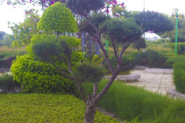 Beautiful Green Plants Garden Tropical National Nature Park Asia — Stock Photo, Image