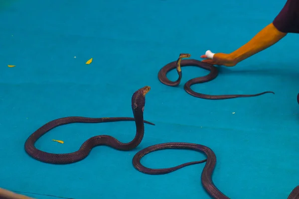 King Cobra Bij Een Show Snake Farm Asian National Zoo — Stockfoto